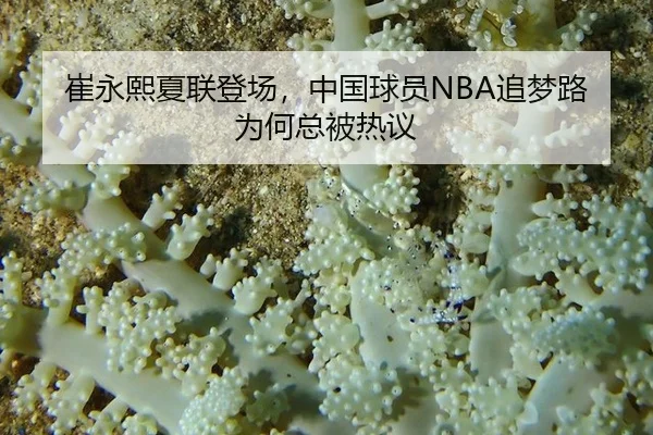 崔永熙夏联登场，中国球员NBA追梦路为何总被热议